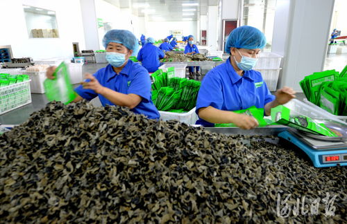 河北沧州 农产品产业链 助推农业提档升级